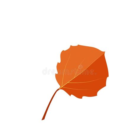 Vector Autumn Orange Aspen Leaf Stock Vector Illustration Of