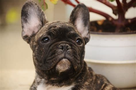 French Bulldog Free Pictures Free Download Fotomelia