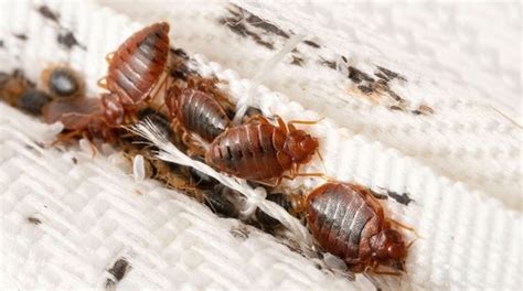 Guide How To Identify And Eliminate Bed Bugs
