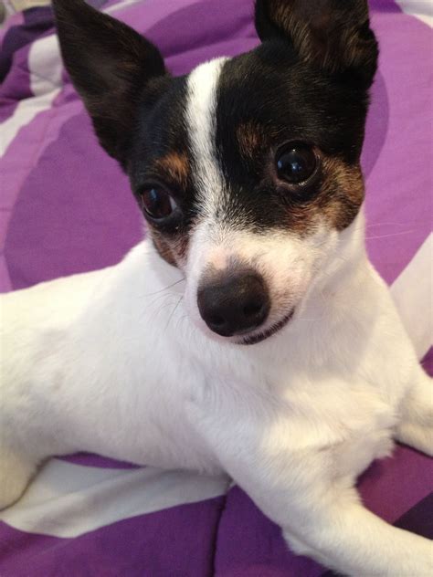 Now that we know about the parents let's talk about the crossbreed. Rat Terrier/Chihuahua mix. | My Sweet Dogs | Pinterest