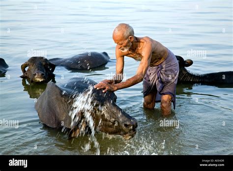 Man Bathing His Buffalos Ganges River Varanasi India Stock Photo Alamy