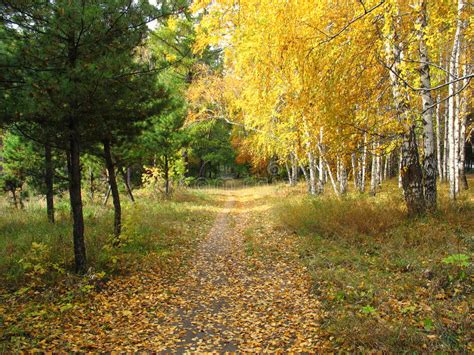 Gold Autumn Landscape Path In A Mixed Forest Stock Image Image Of