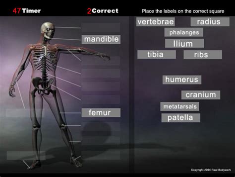 Anatomy Game Skeleton Real Bodywork