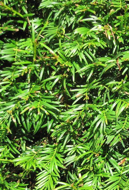 English Yew Hedge Plants Taxus Baccata Hedging Plants Direct