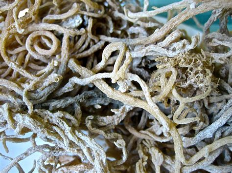 We did not find results for: Sea Moss! Where have you been all my life? | Sea moss ...