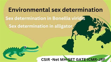 Environmental Sex Determination L Sex Determination In Bonellia Viridis And Alligator L Csirnet