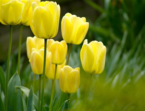 Why Is The Tulip National Flower Of Turkey Best Flower Site