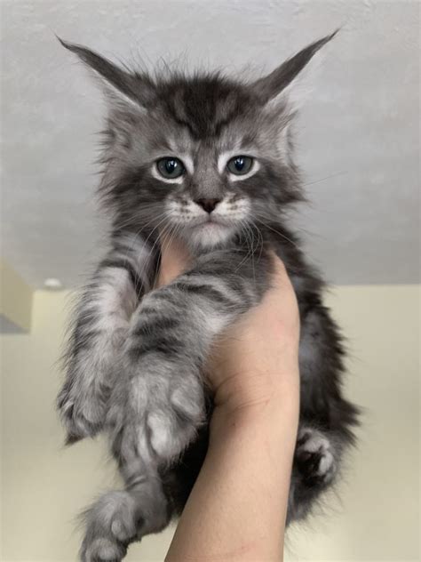 5 Spokane Maine Coon Kittens For Sale Nol Empat