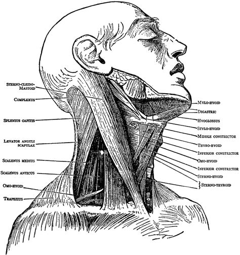 Neck Muscles Clipart Etc