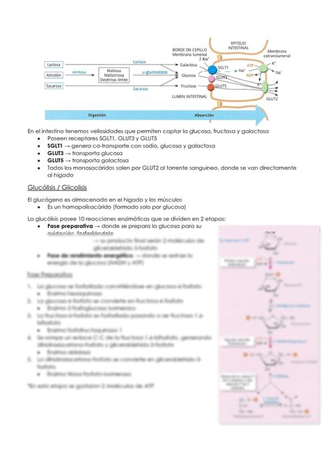 Solution Bioquimica Metabolismo De Carbohidratos Studypool