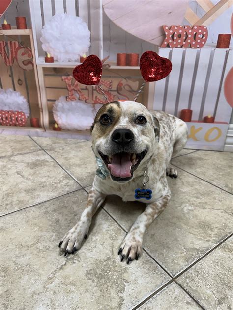 Blog - Wagging Tails Pet Resort