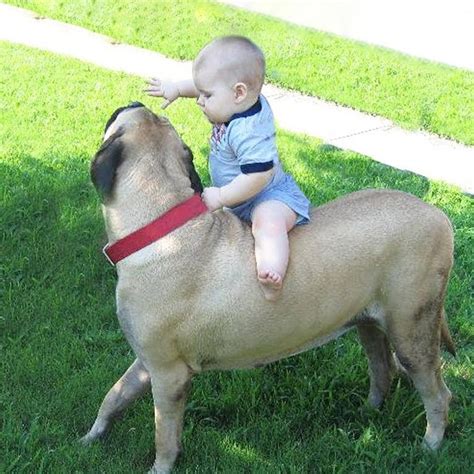Funny Babies Riding Dogs Funny Babies Riding Dogs By Funny Babies