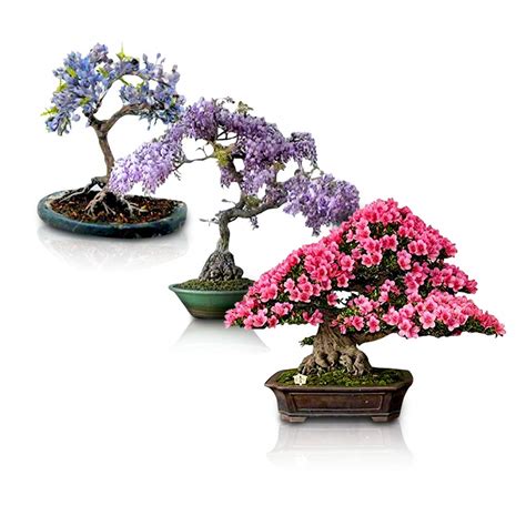 Buy Flowering Bonsai Tree Bundle 3 Types All Flowering Tree