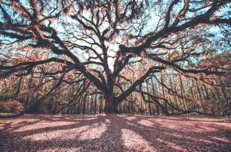 The Story Behind This Gigantic Oak Tree In Florida Is Like Something