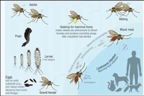 The Life Cycle Of Sand Flies De Sousa Paula Et Al Download Scientific Diagram