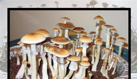 How To Grow Magic Mushrooms Quick And Easy Method