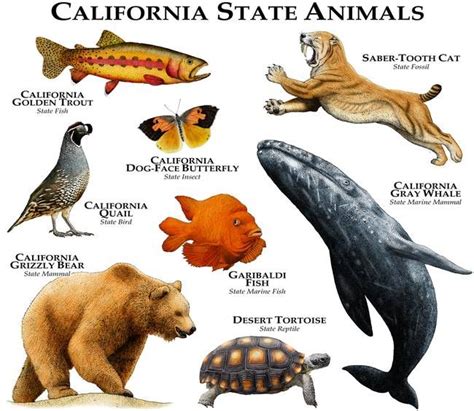 California By Roger Hall California Dog Animal Posters Animals