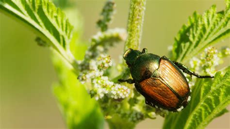 How To Get Rid Of Japanese Beetles In The Garden