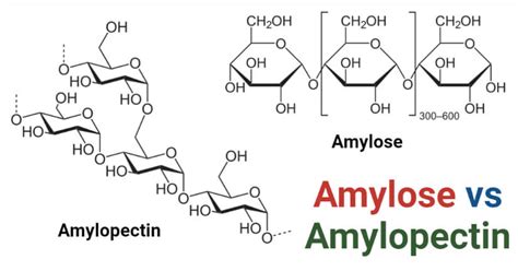 Amylose Vs Amylopectin Definition And 12 Major Differences