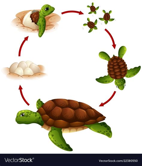 Life Cycle Of Turtle Royalty Free Vector Image Ciclos De Vida Ciclo