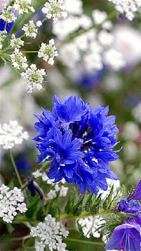 Blue Flower Animated Pictures
