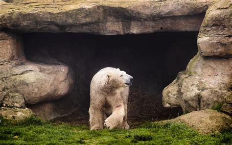 Hamish The Polar Bear Settles In At New Home Express And Star