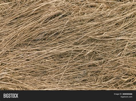 Dry Grass Straw Close Image And Photo Free Trial Bigstock