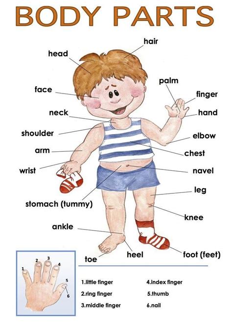 Body Parts Diagram In Spanish