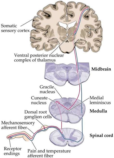 The Spinothalamic Pathway Adapted From Somatic Sensory System