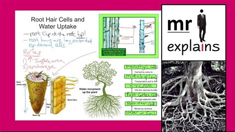 Cells are the building blocks of all life across the planet, so it should come as no surprise that they play several important roles in keeping plants healthy and thriving. mr i explains: Root Hair Cells and Water Uptake (for IGCSE ...