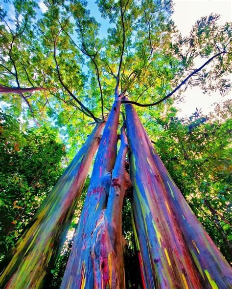 Rainbow Eucalyptus Is One Of The Most Beautiful Trees In The World