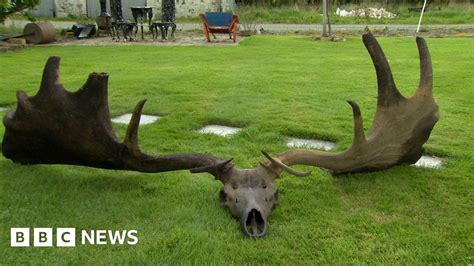 Antlers Of Extinct Irish Elk Found In Lough Neagh Bbc News