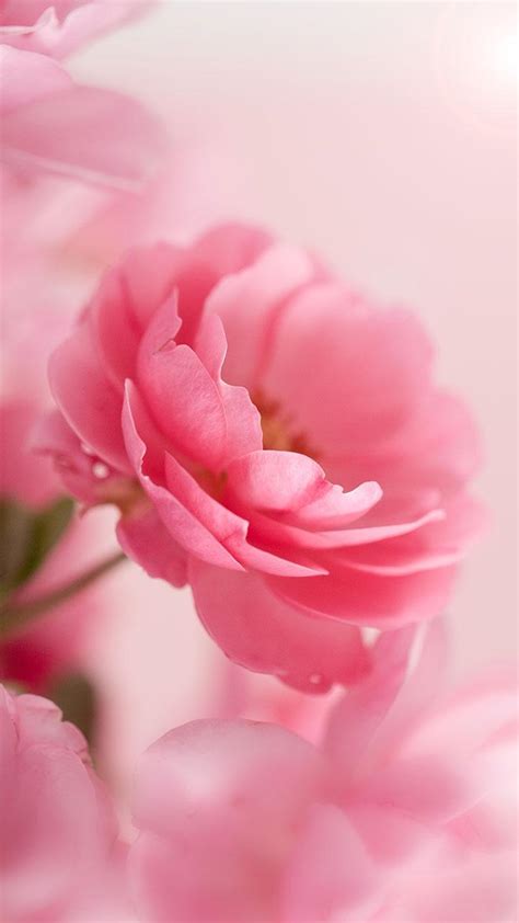 Only the best hd background pictures. Pink Roses Live Wallpaper for Android - APK Download