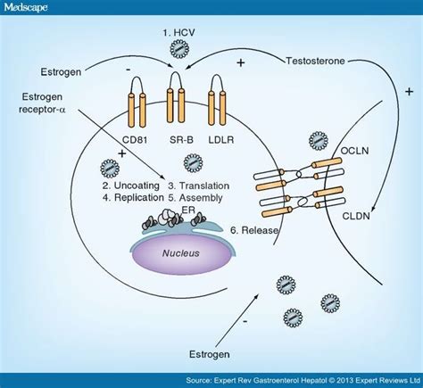 Sex Hormones And Hcv