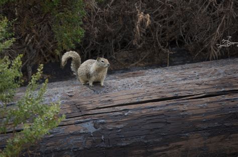 Free Images Coast Nature Wilderness Wildlife California Fauna