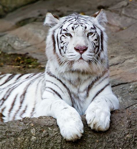 White Tiger White Tigers Are The Result Of A Genetic Defec Flickr