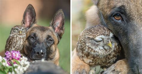 Ingo The Dog Has Made A Ton Of Friends Among Owls And It