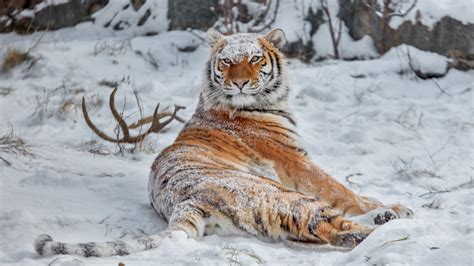 Viens observer ces petits et grands animaux du grand nord! Fond d'écran : tigre de Sibérie, Couvert de neige, animaux ...