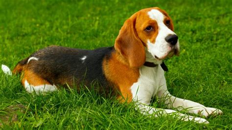 Beagle Dog Breed Information With Pictures