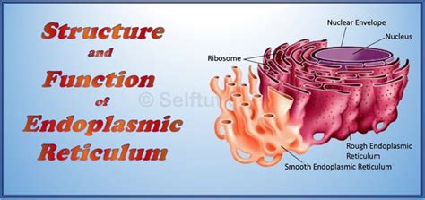 Structure And Function Of Endoplasmic Reticulum Selftution