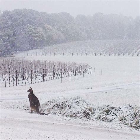 July 2015 Nsw Australia Snow On The Vines Photo Cred Jane Shrapnel