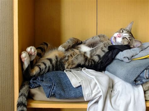 Do You Have A Lazy Cat Take Our Quiz To Find Out Catster