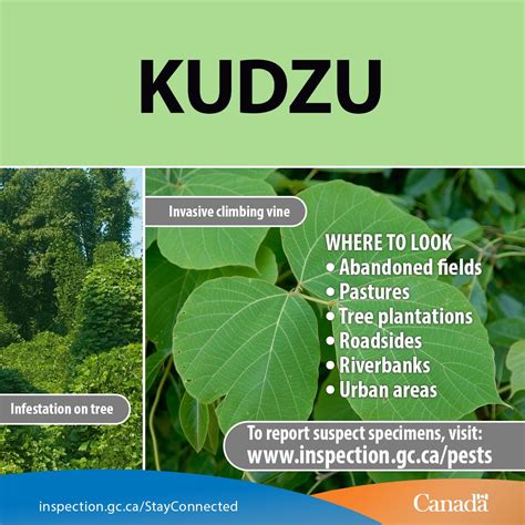 Pin By Lara Cares On Kutzu Will Do A Social Miracle Plant Pests