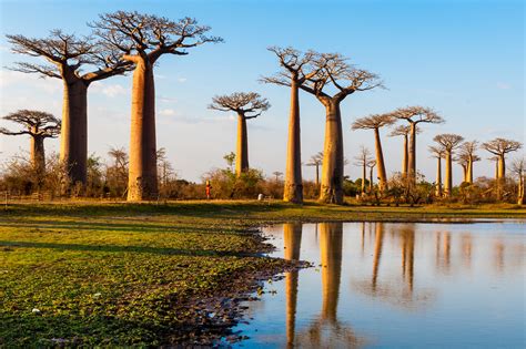 Iconic Baobab Trees Are Abruptly Dying Across Africa