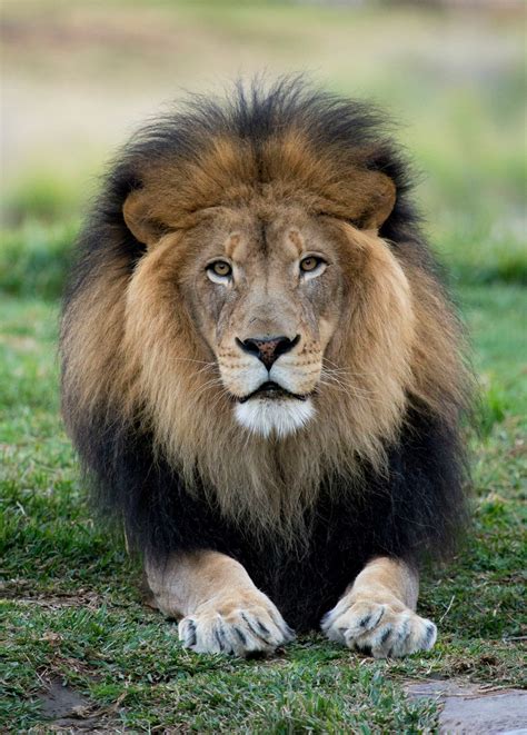 Facebook Male Lion San Diego Zoo Safari Park Lion Photography