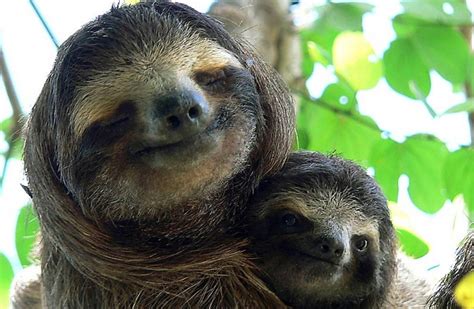 Sloth Carrying Her Baby
