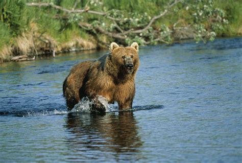 Filekodiak Bear At Dog Salmon Creek Usfws 11389