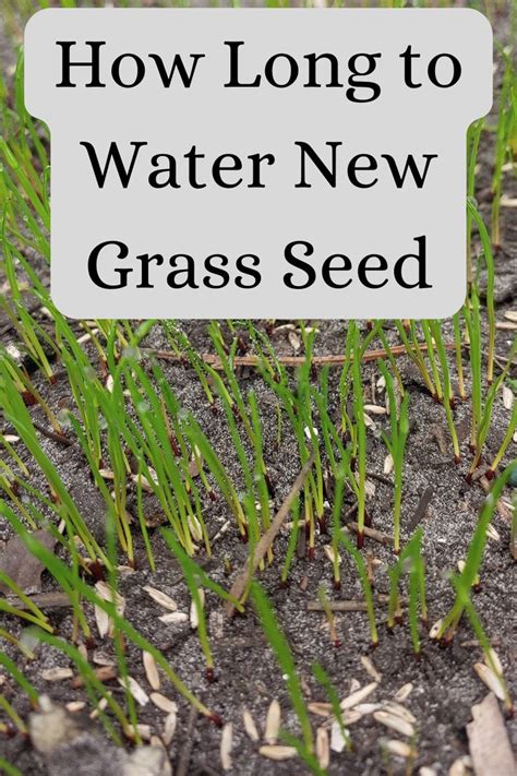 How Long To Water New Grass Seed In 2023 Grass Seed Lawn Care Tips