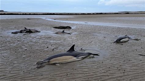 Dolphin Dies After Six Stranded On Anglesey Beach Uk News Sky News