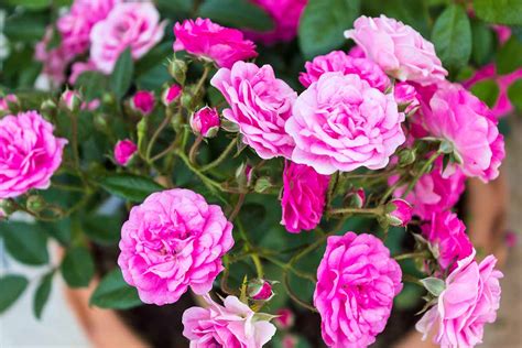 15 Of The Best Miniature Teacup Roses Gardeners Path